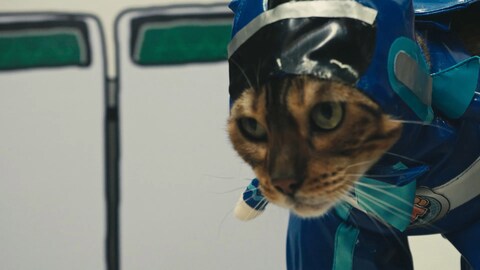 ネコ戦隊びたたま バンダイチャンネル 初回おためし無料のアニメ配信サービス