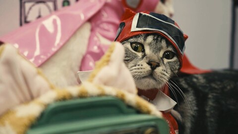 ネコ戦隊びたたま バンダイチャンネル 初回おためし無料のアニメ配信サービス